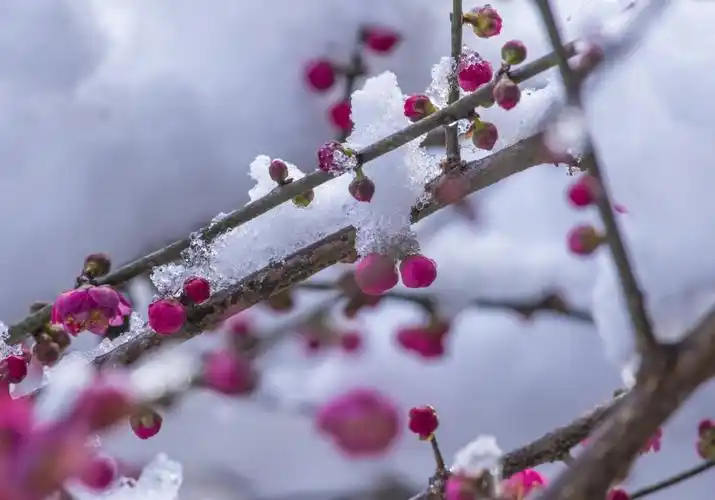 雪中红梅更娇艳