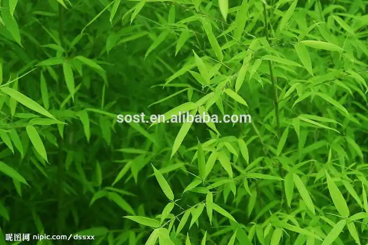 our bambooleaves dry extract is manufactured through the process