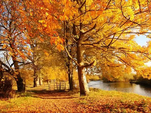 首页 自然和风景 秋天 苏格兰的马瑟韦尔,自然森林秋天,树木,黄叶,河