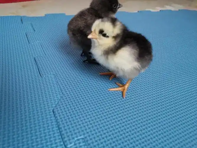 我也来分享一下小鸡崽是小乌鸡噢(更新一下!