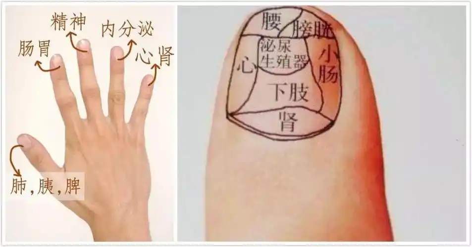 指甲上的寿命线:纵纹失眠,横纹腹痛,斑点……药材手串戴起来