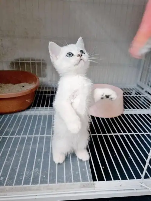 银渐层幼猫西安找主人啦银渐层幼猫猫咪领养