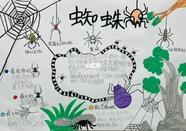 蜘蛛科学手抄报