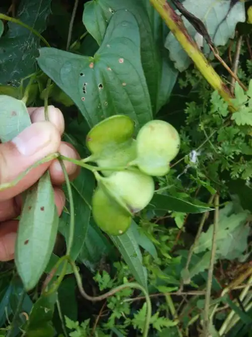 一种植物,蔓生,叶子三角形,果实三面体状