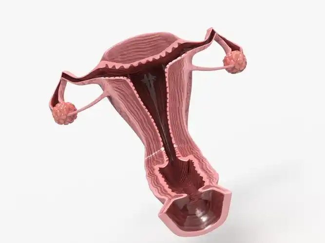 女性子宫生殖系统3d模型