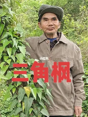 三角枫又叫常青藤