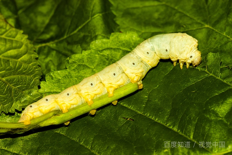 什么动物会在生命中变化一次?_百度知道