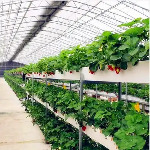 高产量草莓产出的妙招原来是采用了草莓立体栽培架