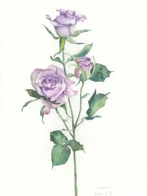 水彩花卉练习月季附线稿过程图