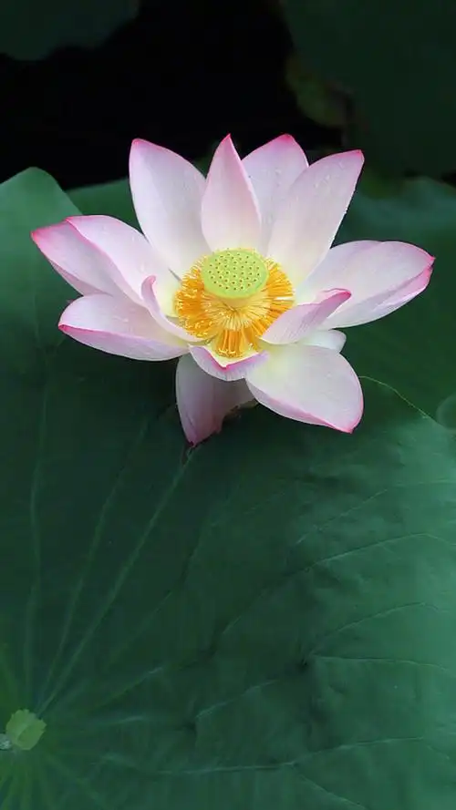 唯美荷花图片高清手机壁纸