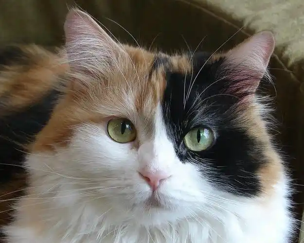 个性十足的宠物猫咪壁纸