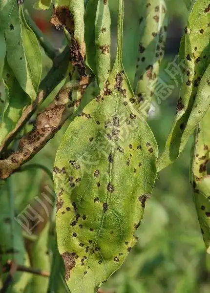 疮痂病又名细菌性斑点病,属于细菌性病害,发生于辣椒幼苗与成株期叶片