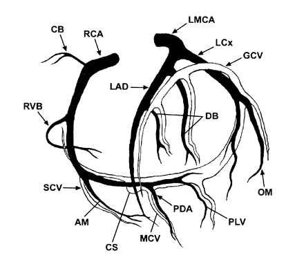 左冠脉系统包括 左主干(lmca), 左旋支(lcx), 前降支(lad), 对角支(db