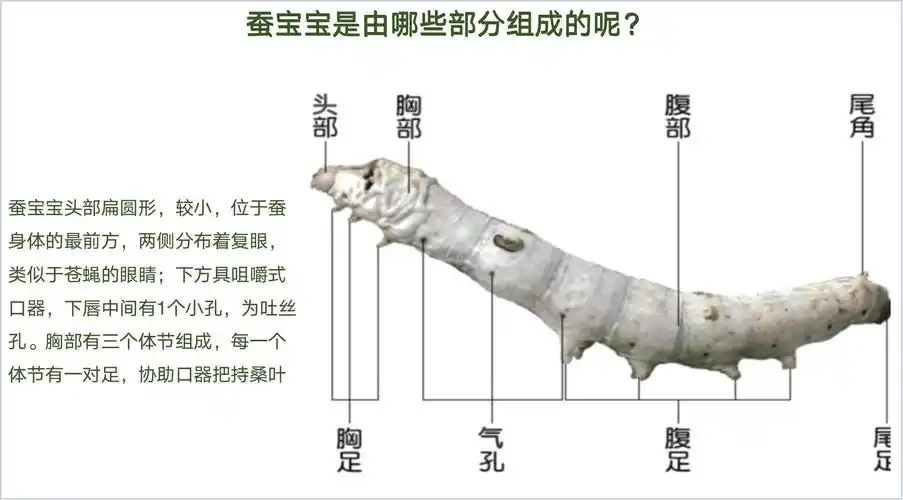 蚕宝宝公母(雌雄)轻松分辨技巧