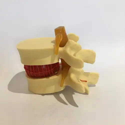 人体腰椎模型脊椎模型教学