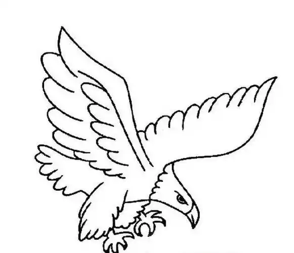 鹰简笔画 鹰简笔画 简单