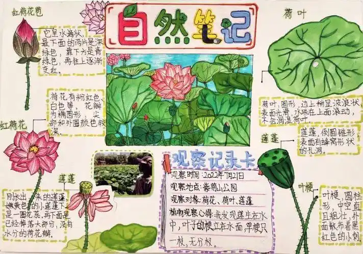 展播 | "美丽中国,我是行动者"2022年青少年自然笔记征集活动优秀作品