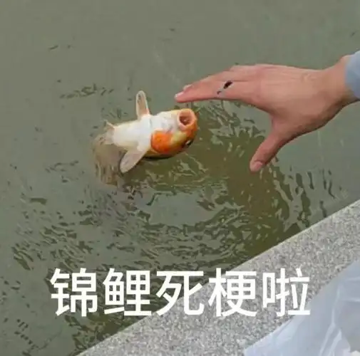 爆火的锦鲤粤语表情包超级有梗想笑死人咩哈哈哈哈哈承包一周的笑点