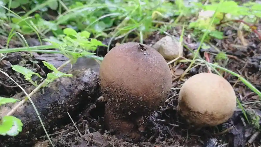 【蘑菇】 感受一波马屁包的毒雾