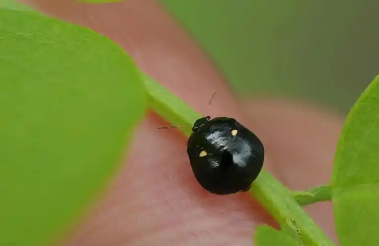 双列圆龟蝽,见过吗?