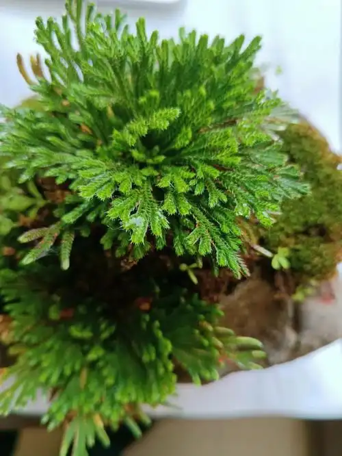 不愧是九死还魂草