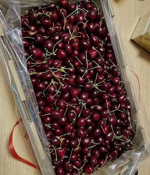 车厘子快吃吐了还不上班.