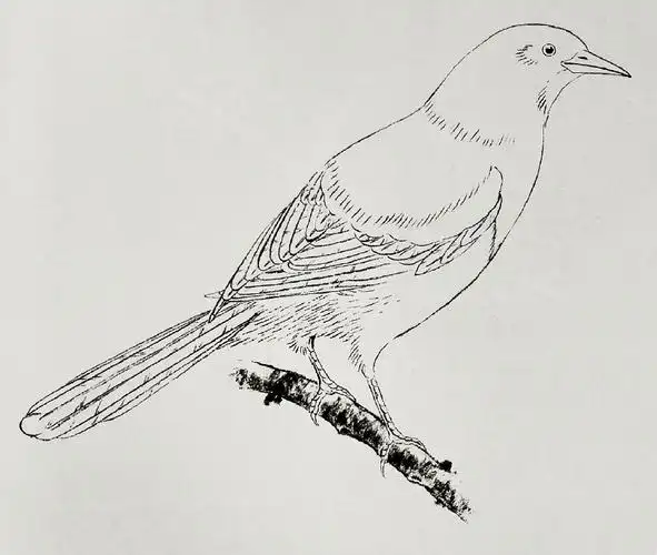 工笔禽鸟线稿:喜鹊