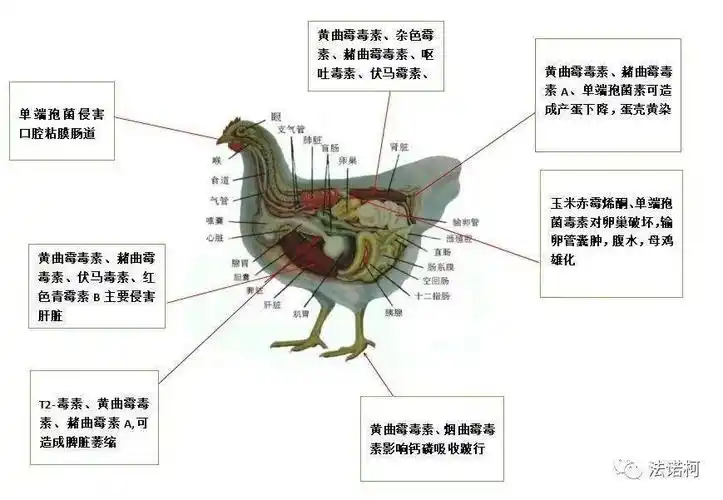 霉菌和霉菌毒素对家禽的危害