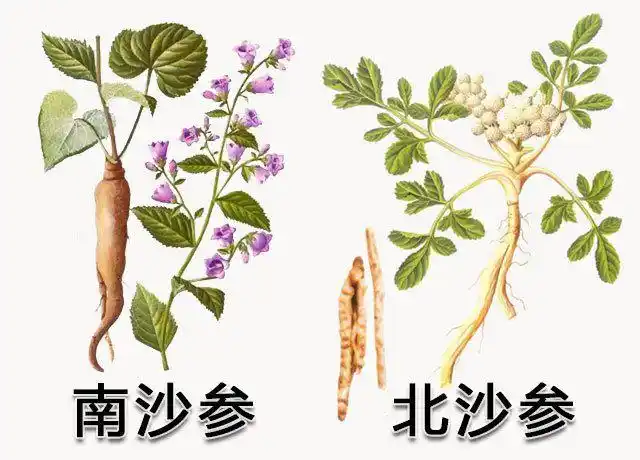 称为南沙参和北沙参.