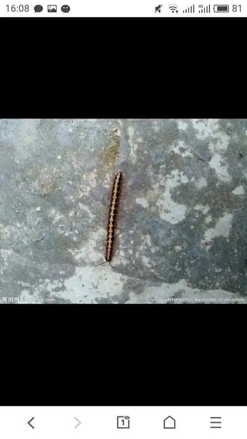 请问这是蜈蚣吗