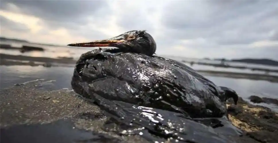 原创4000吨石油泄漏曾被誉为度假天堂的毛里求斯或不复存在