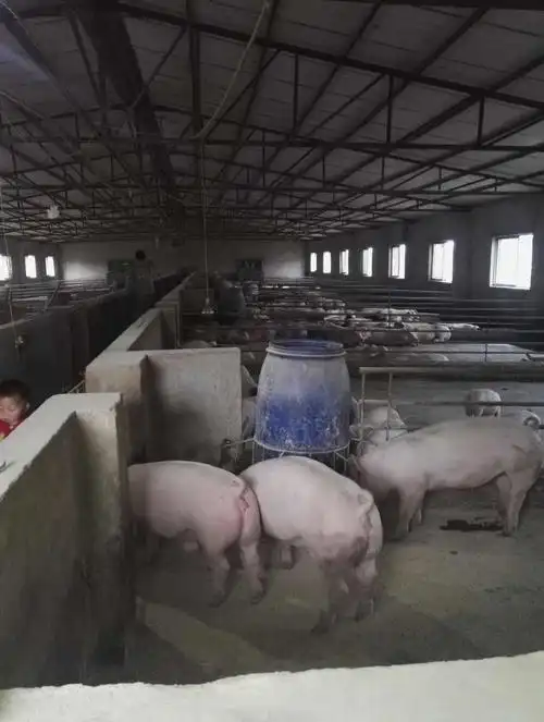 旺旺中型养猪场出租了!期待有缘的养猪人.