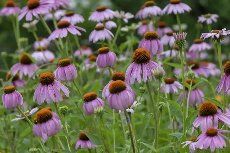 美丽松果菊vv首发
