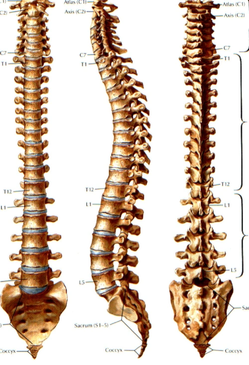 脊柱mri诊断 膝关节置换 常见急危重症识别 胫腓骨骨折 腰椎融合术