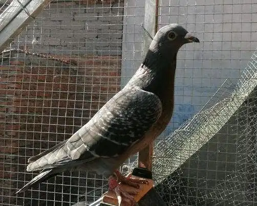 我国拥有第一个用于竟翔的赛鸽品系就是李梅龄系赛鸽