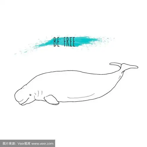 白鲸素描矢量手绘线插图