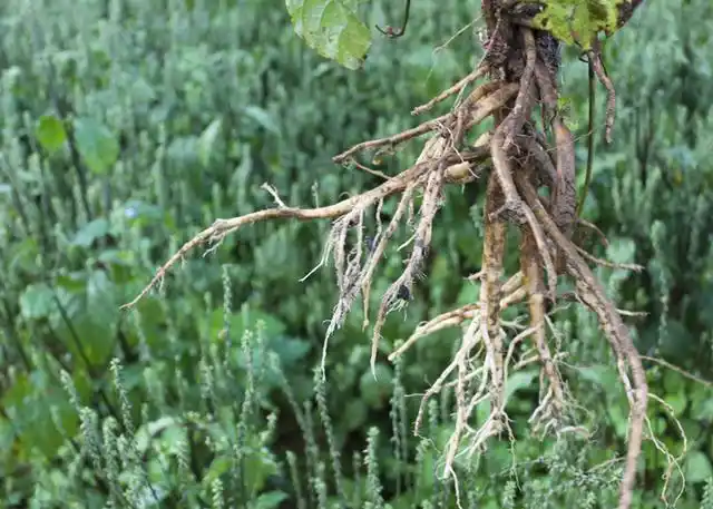 药用根茎,有补气升阳,固表止汗,托疮生肌和利尿的作用.