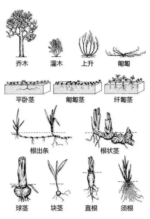 一分钟认识植物—形态图解