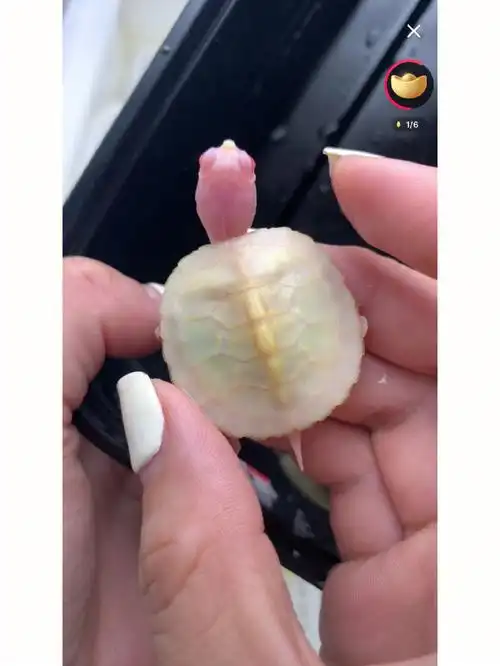 啊啊啊啊心形的粉雪巴西龟太爱了