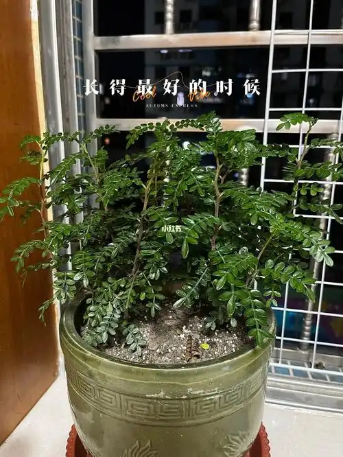 清香木|胡椒木|真的很好养吧