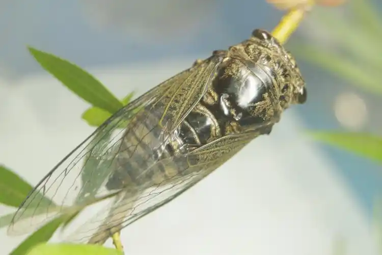 二哥学摄影知了惨案