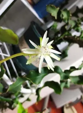 观叶植物叶型奇特观赏垂吊卷叶昙花