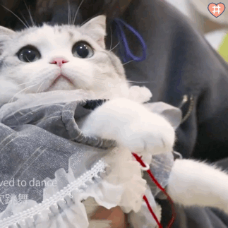 猫咪表情包动图小泡芙表情包动图