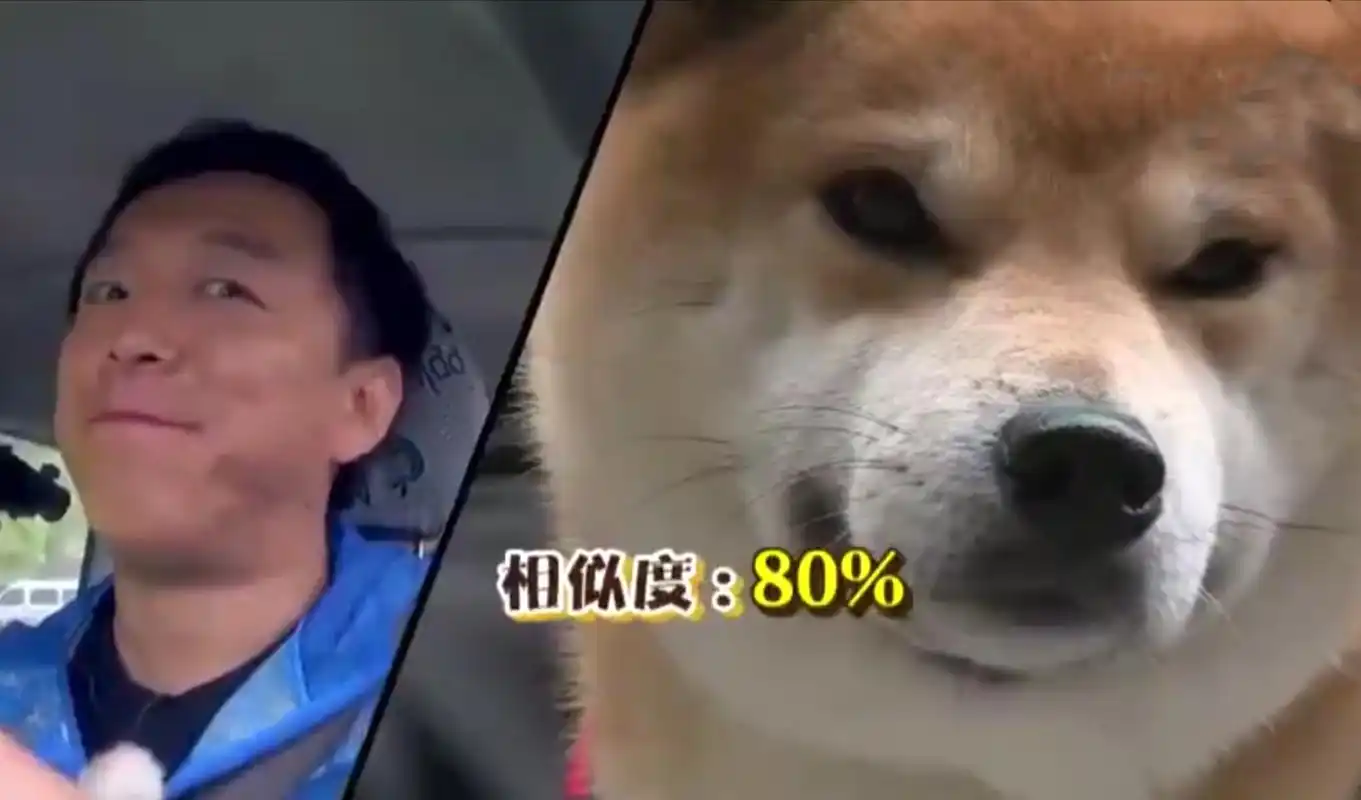 而黄渤老师的好友孙红雷,曾看到柴犬和黄渤长的很像,直接给柴犬穿上了