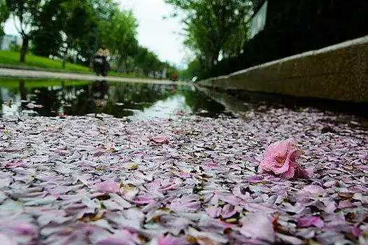 水面上的落花