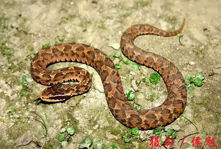 辽宁省蛇的分布