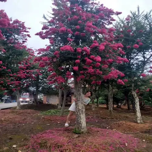 紫薇树价格-紫薇树价格厂家,品牌,图片,热帖-阿里巴巴