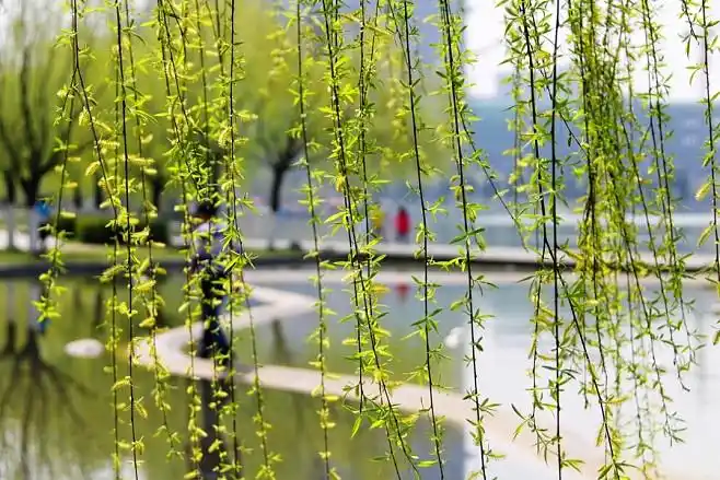 春天的柳树