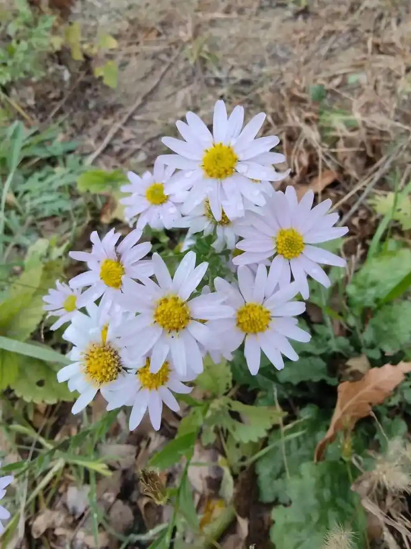野生小雏菊一种很美丽的花,白的,黄的,粉色,红的,它的花朵小 - 抖音