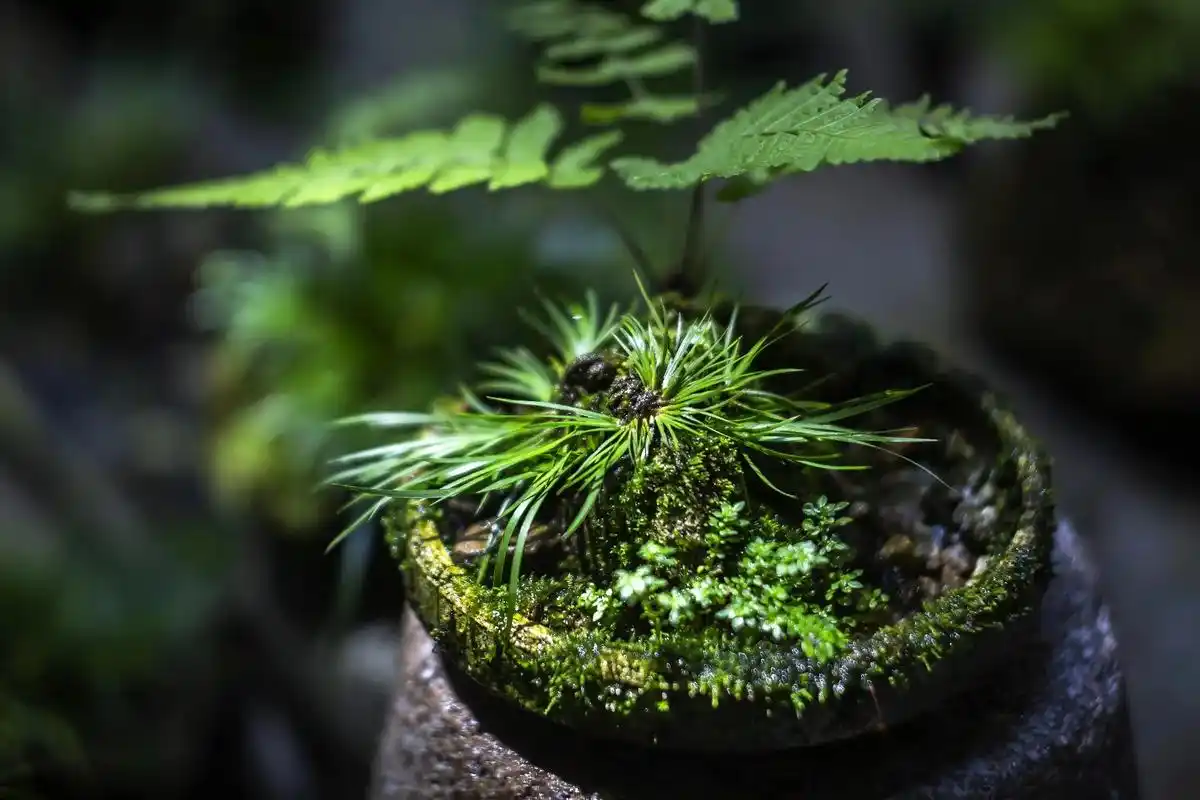 附石虎须菖蒲 把山林之气带回家 #艺术人生 #禅意生活 #上 - 抖音